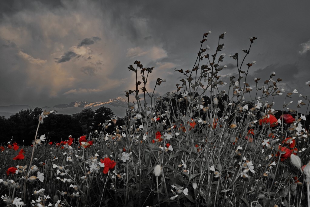 coquelicots orage photokinart