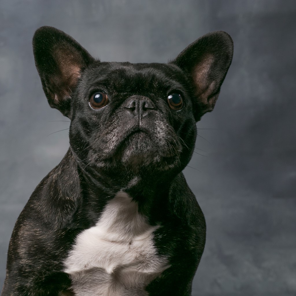 Bambou bouledogue français 