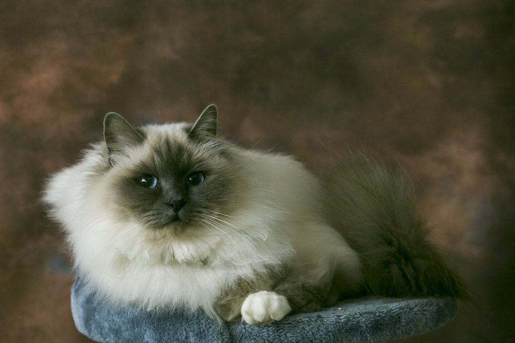 chat blanc photographe 