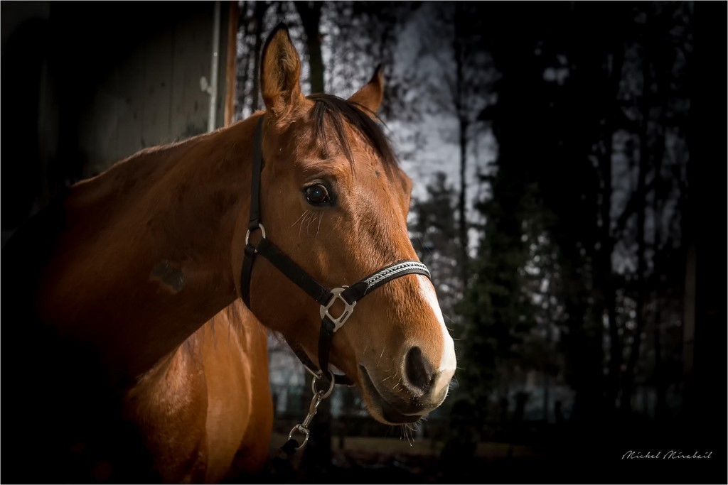 Portrait de cheval