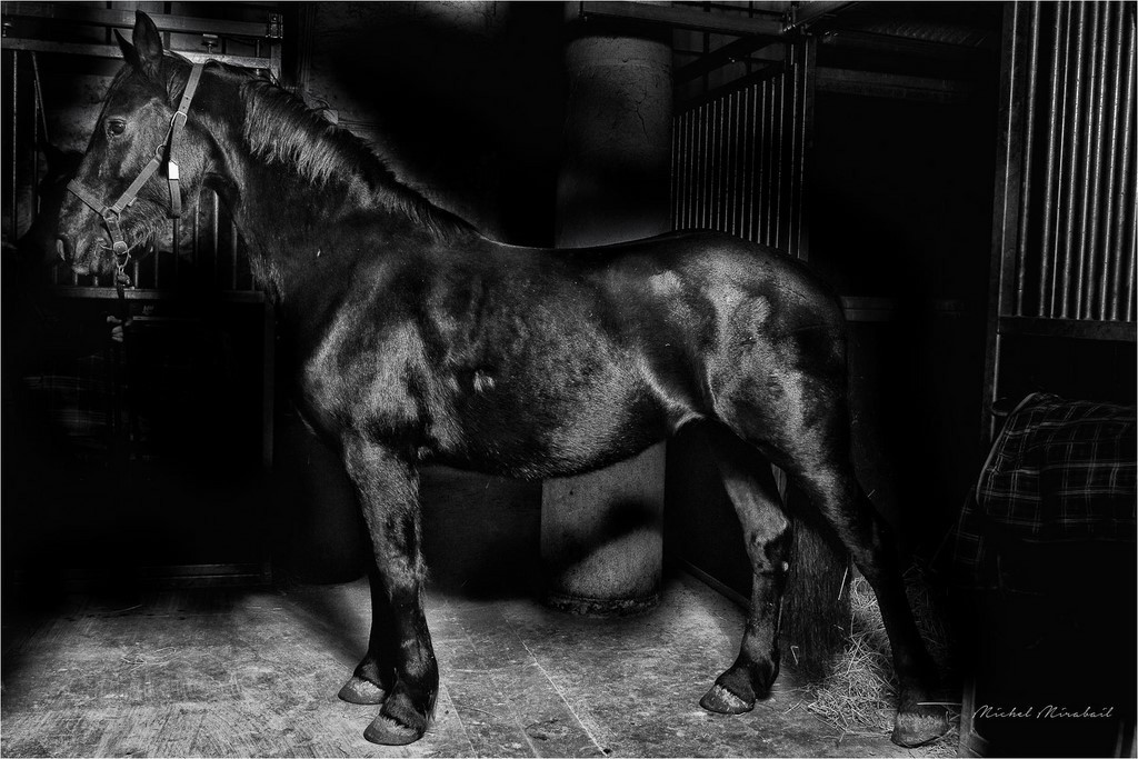 Cheval noir par