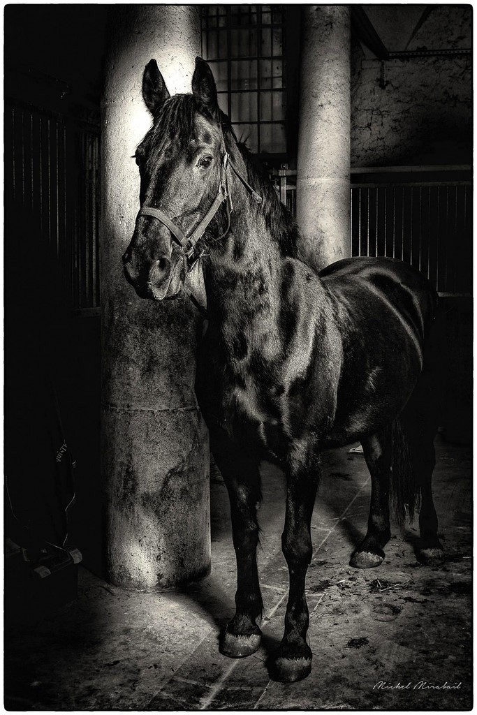 Cheval de semi trait