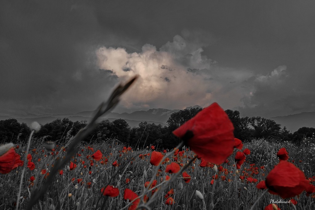 coquelicots orage photokinart