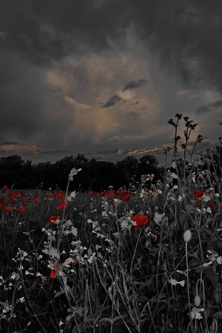 Puppies under the storm photokinart