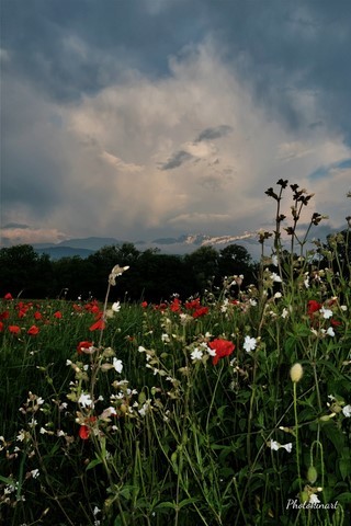 coquelicots orage photokinart