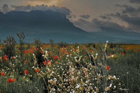 coquelicots orage photokinart