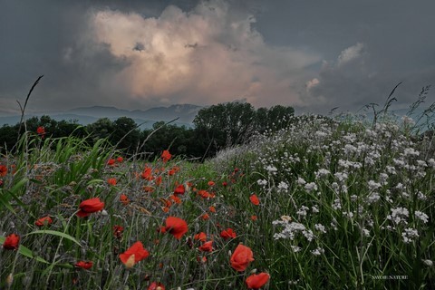 coquelicots orage photokinart