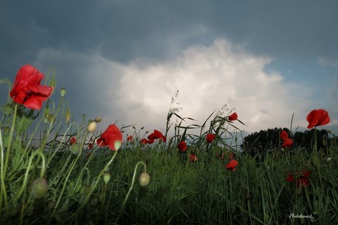 coquelicots orage photokinart